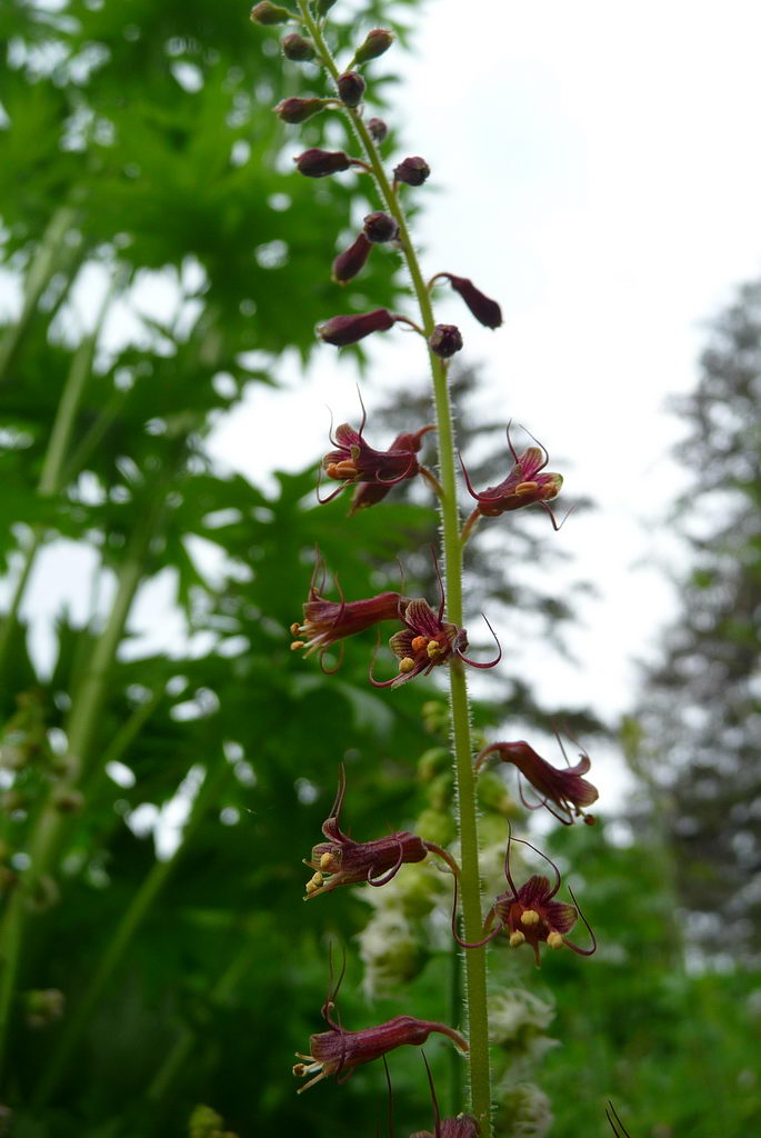 تولمیا منزیسی